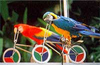 bird park singapore