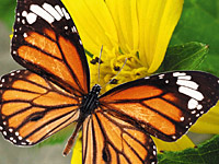 exotic butterflies exotic butterflies