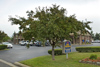 Best Western Paris Inn - Paris Kentucky